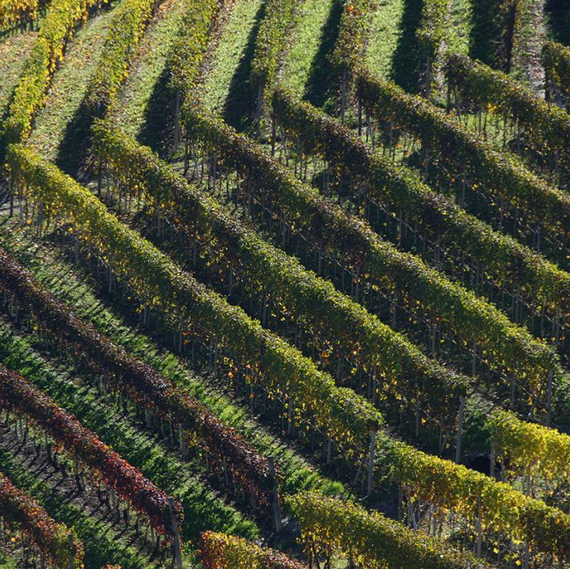 Screenshot 2025-06-02 at 20-15-34 Gallery – Azienda Agricola Prinsi